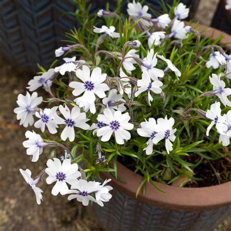 Polster Flammenblume Bavaria Phlox Subulata Bavaria