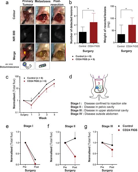 Cd24 Targeted Intraoperative Fluorescence Image Guided Surgery Leads To