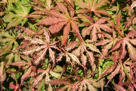 Grandma Ghost Japanese Maple For Sale Conifer Kingdom