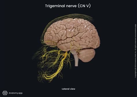 Ophthalmic nerve (CN V1) | Anatomy.app