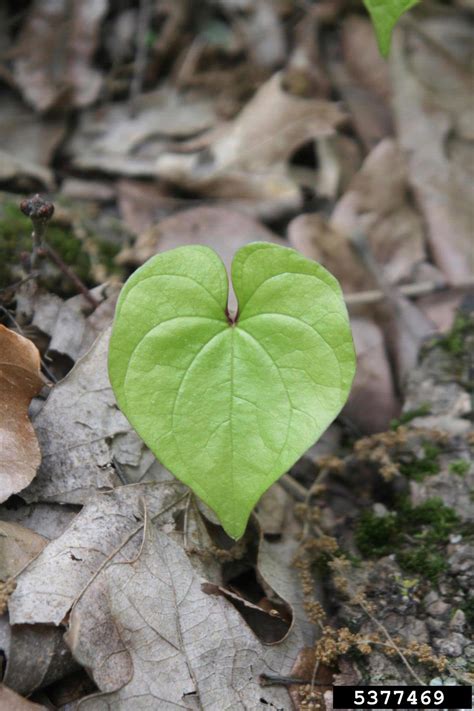 Chinese yam (Dioscorea polystachya)