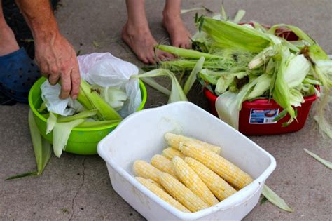 How To Shuck Sweet Corn Fast From An Ole Pro