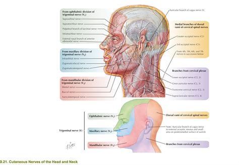 Oren Gottfried Md On Twitter Cutaneous Nerves Of The Head And Neck