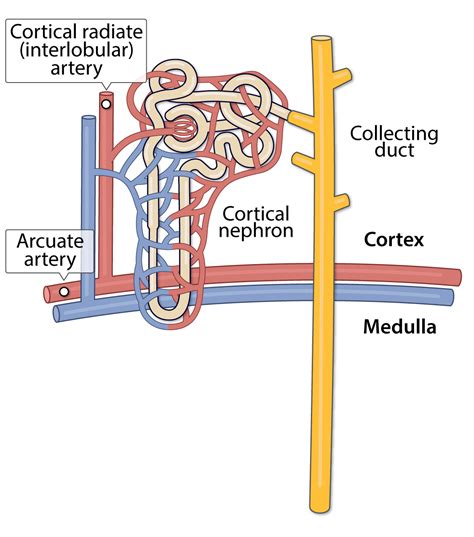 Arcuate Artery