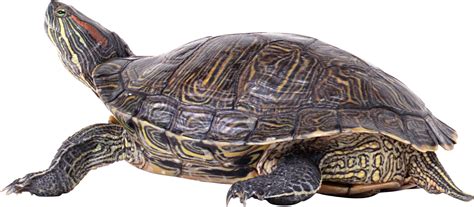 Turtle Png