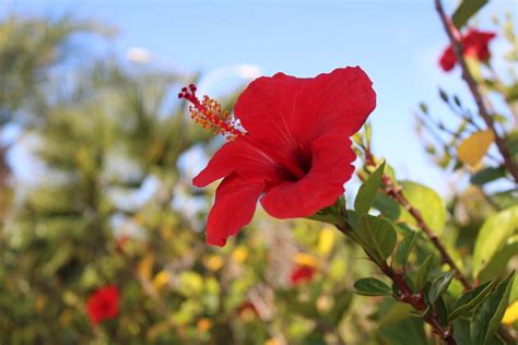The Port Of Santa Maria Flowers Free Photo On Pixabay Pixabay