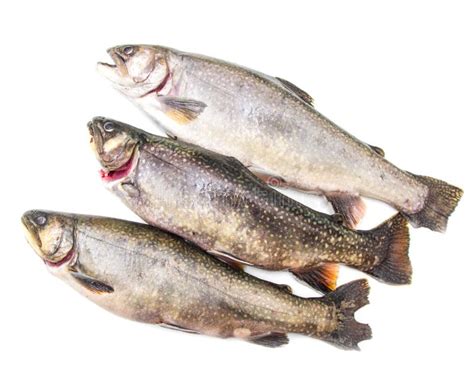 Native Brook Trout Isolated Over A White Background Stock Image Image