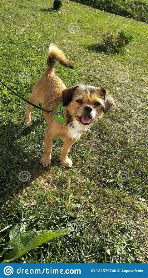Happy Puppy In The Field On A Sunny Day Stock Photo Image Of Collar