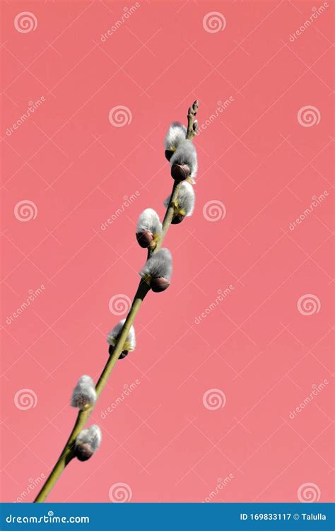 Pussy Willow Branch On An Abstract Red Background Close Up Stock Image Image Of Flora March