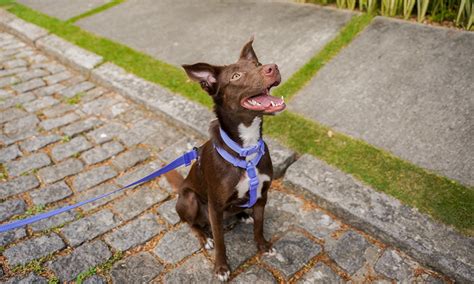 Como Ensinar O Cachorro A Fazer As Necessidades Na Rua Petz