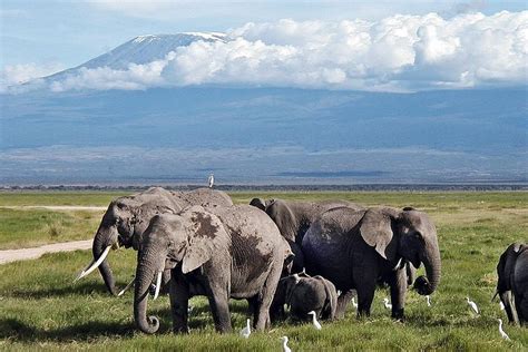 2023 Amboseli Park & Kilimanjaro views Day tour - Reserve Now