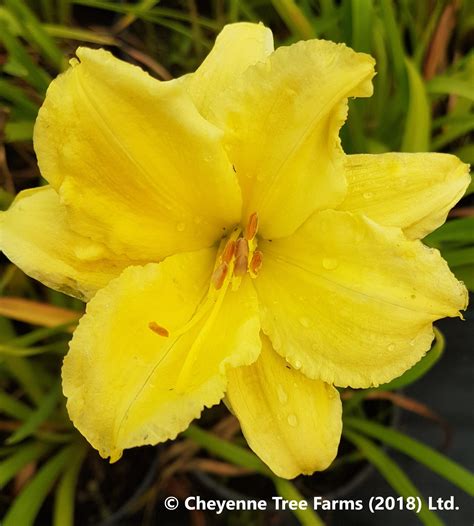 Daylily Happy Returns Cheyenne Tree Farm Trees Shrubs