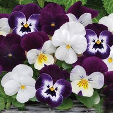 Viola Cornuta Viola Sorbet® Xp Blackberry Sundae Mixture From