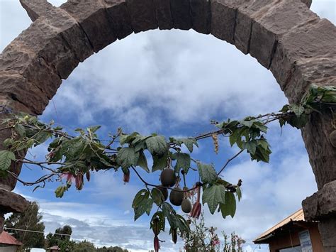 Um Arco De Tijolos Uma Planta Pendurada Nele Foto Premium