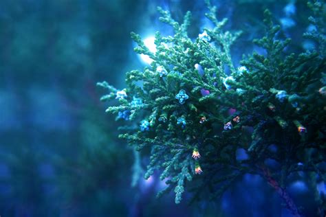 Thuja Plant 2 Free Stock Photo Public Domain Pictures