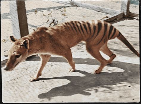 Thylacine Footage Restored And Colorized Mini Museum