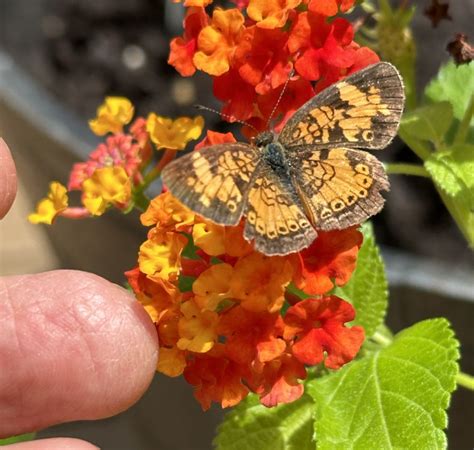 Spring Lepidoptera Porn Page 4 Telecaster Guitar Forum