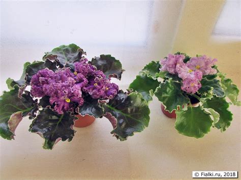Фото сортовых фиалок. НК-Дюк де Ришелье, Н.Козак | Fialki.ru