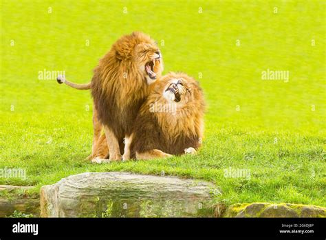 Roaring Lion Cub High Resolution Stock Photography and Images - Alamy