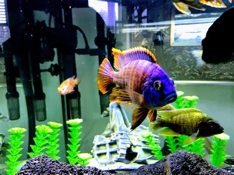 Peacock Cichlids Care and Breeding Guide - The Aquarium Guide