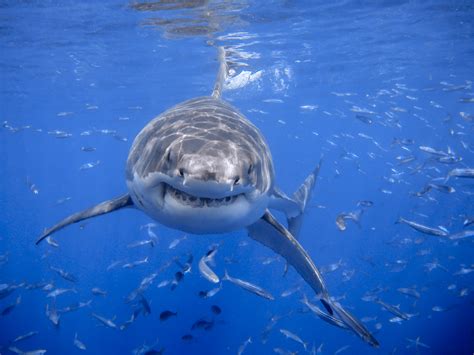 Great White Shark : r/sharks