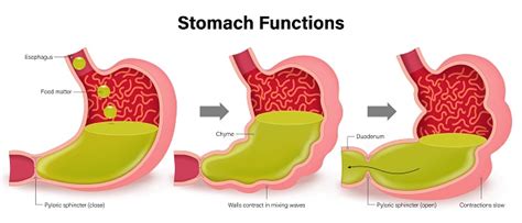 function   stomach human stomach digestion stomach peristalsis