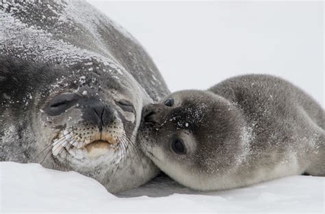Seal Pup Kisses | Seal Pup Kisses — Seriously...how ridiculo… | Flickr