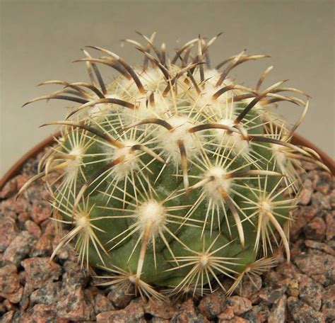 Coryphantha Kracikii Cactus Y Suculentas Plantas Suculentas Suculentas