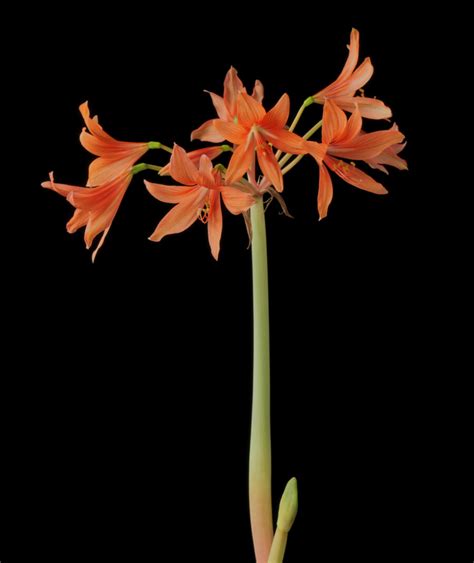 Your Online Amaryllis Hippeastrum Headquarters