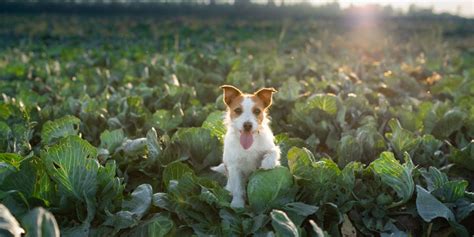 Qu Verduras De Hoja Verde Son Seguras Para Los Perros