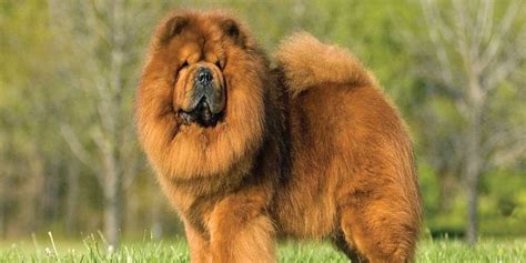 Detail Jenis Anjing Chow Chow Koleksi Nomer 13