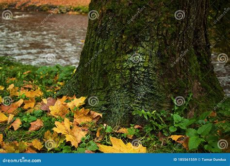 L Automne Et Feuilles D Arbres Forestiers Du Parc Et De Secours