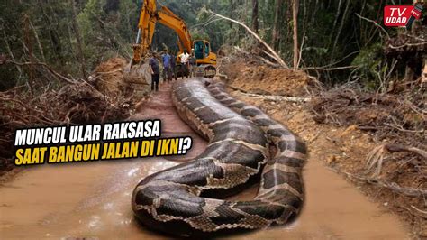 Viral Misteri Kemunculan Ular Raksasa Saat Bangun Jalan Di IKN