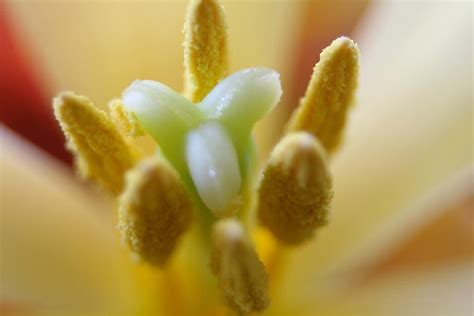 Mi Verdad Fotografía Macro Explicada Al Detalle