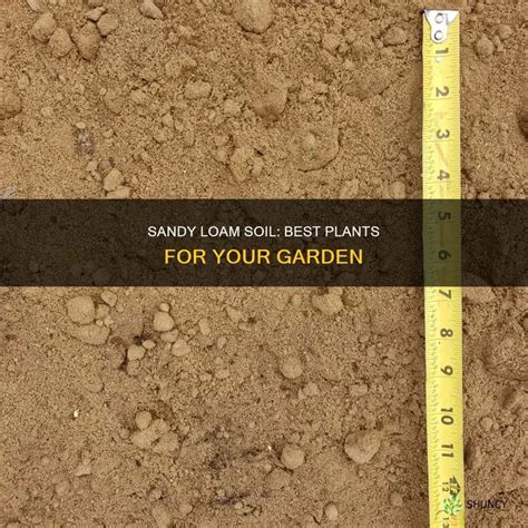 sandy loam soil  plants   garden shuncy