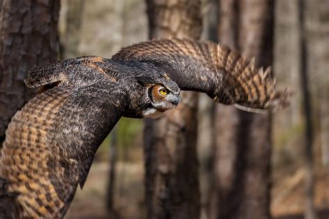 Great Horned Owl - Montana Raptor Conservation Center