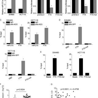 LncRNA FTX Is Physically Associated With The MiR 215 A The Effect Of