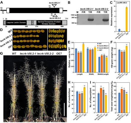 生物学院郭新红教授团队在植物凝集素类受体激酶调控种子产量方面取得重要进展 湖南大学本科招生网