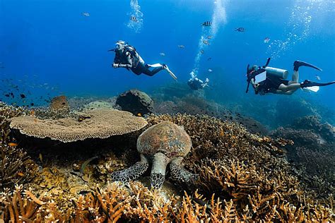 Padi Diving Course Prices Koh Tao Black Turtle Dive