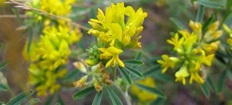 Люцерна – полезные свойства и противопоказания