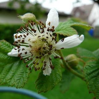 Малина обыкновенная: фото и описание, как выглядят листья и плоды растения