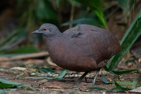 Foto inhambuguaçu Crypturellus obsoletus Por Enéas G Junior Wiki