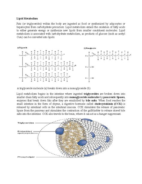 lipid metabolism note  good pharmacy jkuat studocu