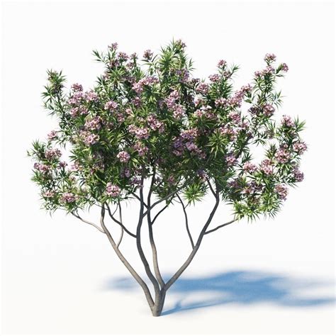 Pink Dawn Tree Chitalpa Tashkentensis D Model Cgtrader