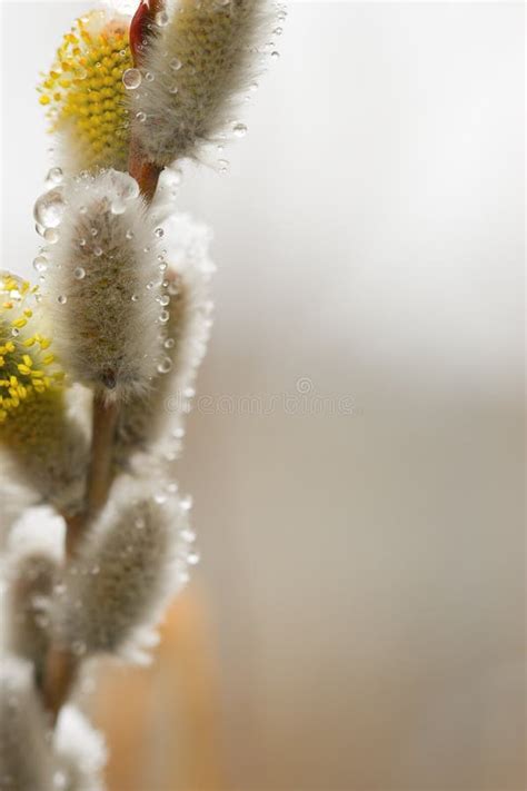 Pussy Willow With Thawn Snow Stock Image Image Of Branch Youth 4991925