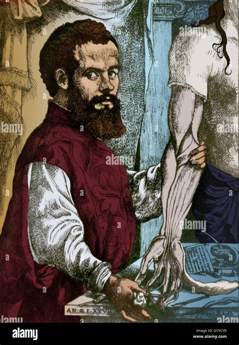 Andreas Vesalius 16th Century Flemish Hi Res Stock Photography And