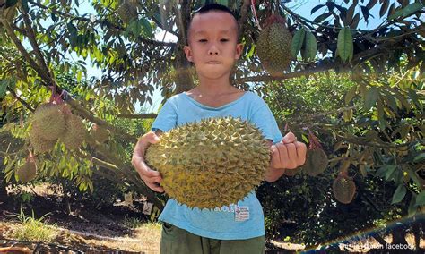 Kualiti Perlukan Masa Pengusaha Yakin Durian China Tak Jejas Malaysia