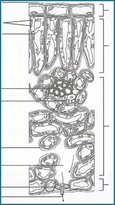 Cross Section of Leaf (Label) Diagram | Quizlet