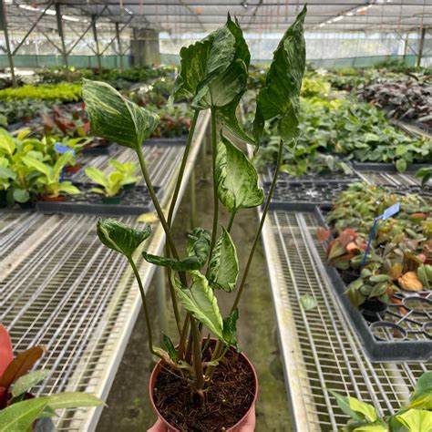 Syngonium Godzilla