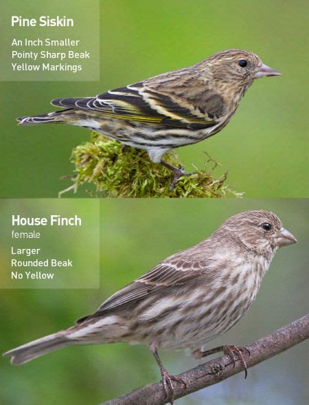 Pine Siskins Spotted in Maryland! | Backyard birds watching, Pine ...